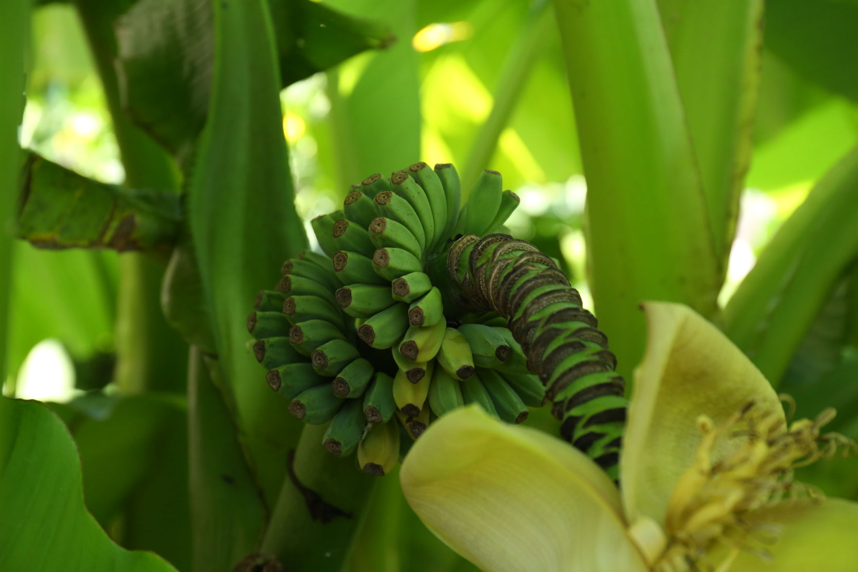 Banana plant